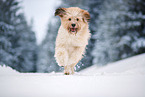 Waeller Sheepdog
