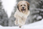 Waeller Sheepdog