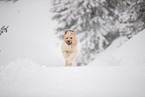 Waeller Sheepdog