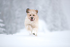 Waeller Sheepdog