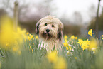 Waeller Sheepdog