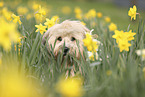 Waeller Sheepdog