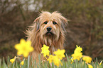 Waeller Sheepdog