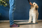 Waeller Sheepdog