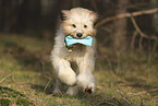 Waeller Sheepdog