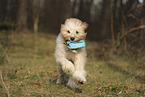 Waeller Sheepdog