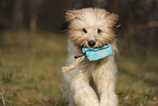 Waeller Sheepdog