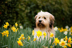 Waeller Sheepdog