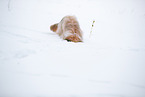 Waeller Sheepdog