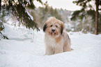 Waeller Sheepdog