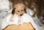 Waeller Sheepdog