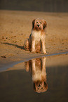 Waeller Sheepdog