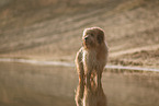 Waeller Sheepdog