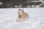 Waeller Sheepdog