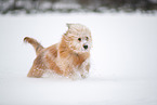 Waeller Sheepdog