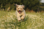 Waeller Sheepdog