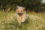 Waeller Sheepdog