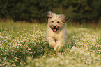 Waeller Sheepdog