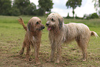 Waeller Sheepdog