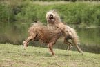 Waeller Sheepdog
