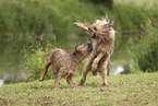 Waeller Sheepdog