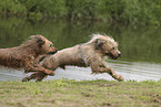 Waeller Sheepdog