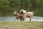 Waeller Sheepdog