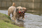 Waeller Sheepdog