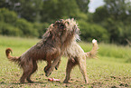 Waeller Sheepdog