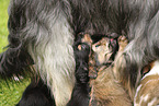 Waeller Sheepdog