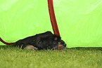 Waeller Sheepdog