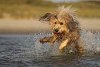 Waeller Sheepdog