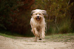 Waeller Sheepdog