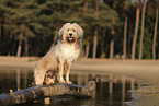 Waeller Sheepdog