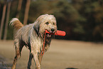 Waeller Sheepdog