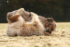 Waeller Sheepdog