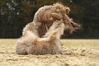 Waeller Sheepdog