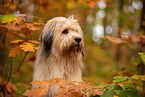 Waeller Sheepdog