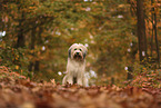 Waeller Sheepdog