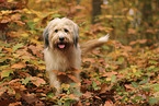 Waeller Sheepdog