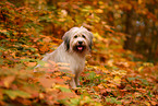 Waeller Sheepdog