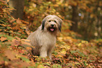 Waeller Sheepdog