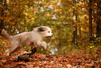 Waeller Sheepdog