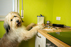 Waeller Sheepdog