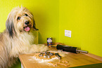 Waeller Sheepdog