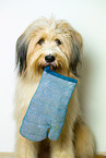 Waeller Sheepdog