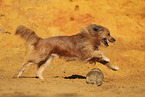 Waeller Sheepdog