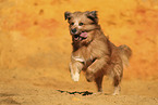 Waeller Sheepdog