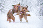 Waeller Sheepdog in winter