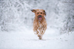 Waeller Sheepdog in winter